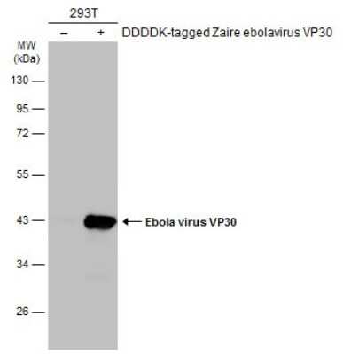 Western Blot: EBOV VP30 protein Antibody [NBP3-13344]