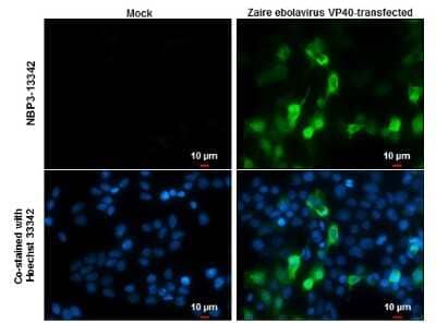Immunocytochemistry/ Immunofluorescence: EBOV VP40 protein Antibody [NBP3-13342]