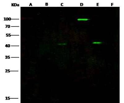 Western Blot: EBOV VP40 protein Antibody [NBP3-12760]