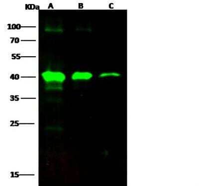 Western Blot: EBOV VP40 protein Antibody [NBP3-12762]
