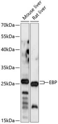 Western Blot: EBP AntibodyAzide and BSA Free [NBP2-92189]