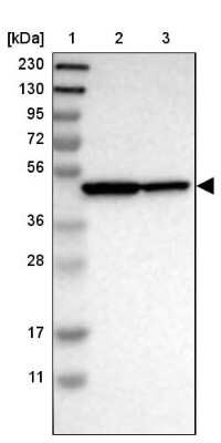 Western Blot: PA2G4/EBP1 Antibody [NBP1-90369]