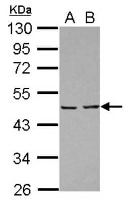 Western Blot: PA2G4/EBP1 Antibody [NBP2-16256]