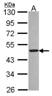 Western Blot: PA2G4/EBP1 Antibody [NBP2-16257]