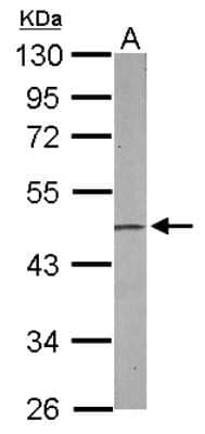 Western Blot: PA2G4/EBP1 Antibody [NBP2-16257]