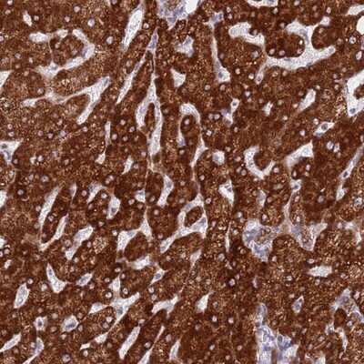 Immunohistochemistry-Paraffin: EBPL Antibody [NBP2-13943]