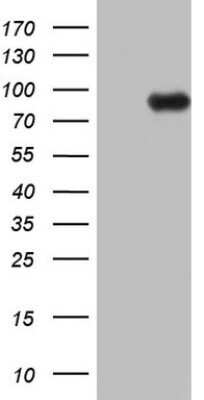 Western Blot: ECE-1 Antibody (OTI2B6)Azide and BSA Free [NBP2-70612]