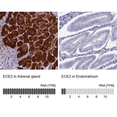 Immunohistochemistry-Paraffin: ECE-2 Antibody [NBP1-81495]