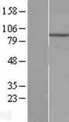 Western Blot: ECEL1 Overexpression Lysate [NBL1-10097]