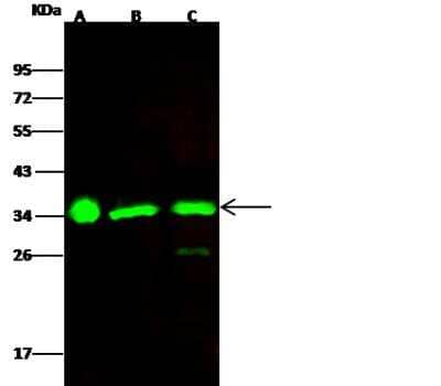 Western Blot: ECH1 Antibody (002) [NBP2-90288]