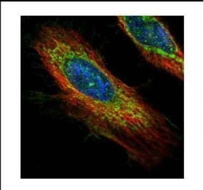 Immunocytochemistry/ Immunofluorescence: ECH1 Antibody [NBP2-16261]