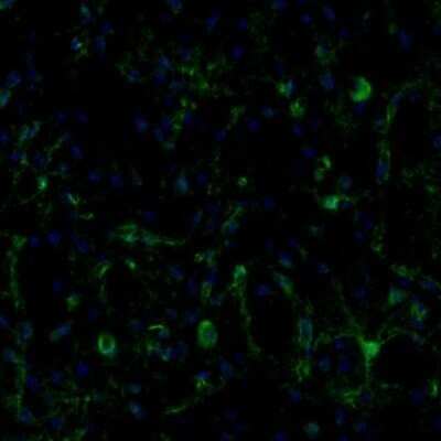 Immunohistochemistry: ECH1 Antibody [NBP1-83215]