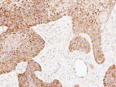 Immunohistochemistry-Paraffin: ECH1 Antibody [NBP2-16261]
