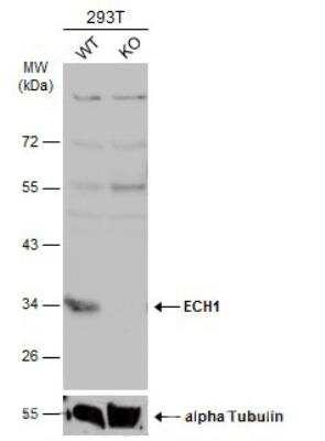 Western Blot: ECH1 Antibody [NBP1-31662]