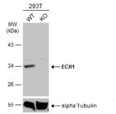 Western Blot: ECH1 Antibody [NBP2-16261]