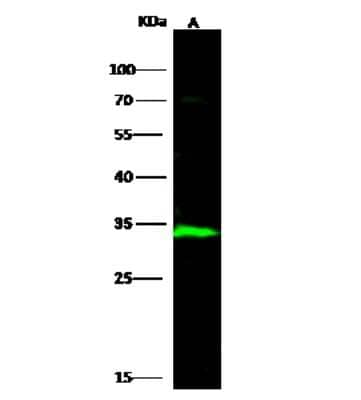 Western Blot: ECH1 Antibody [NBP3-00324]