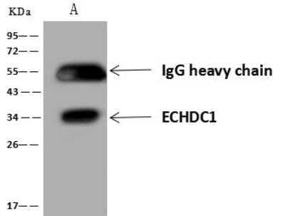 Immunoprecipitation: ECHDC1 Antibody [NBP3-12637]