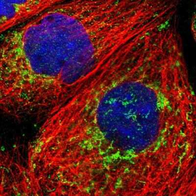 Immunocytochemistry/ Immunofluorescence: ECHS1 Antibody [NBP1-87079]