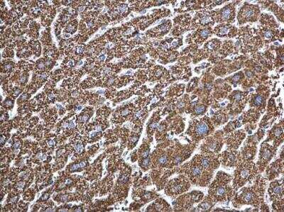Immunohistochemistry-Paraffin: ECHS1 Antibody [NBP2-16263]