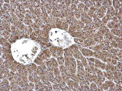 Immunohistochemistry-Paraffin: ECHS1 Antibody [NBP2-16263]