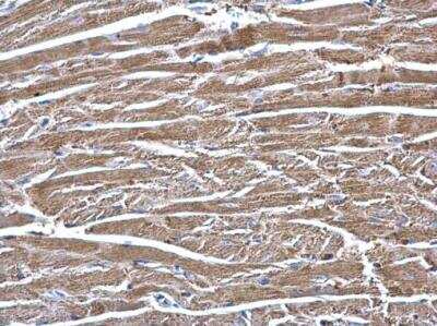 Immunohistochemistry-Paraffin: ECHS1 Antibody [NBP2-16264]