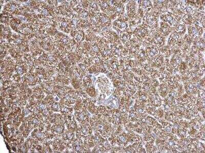 Immunohistochemistry-Paraffin: ECHS1 Antibody [NBP2-16264]