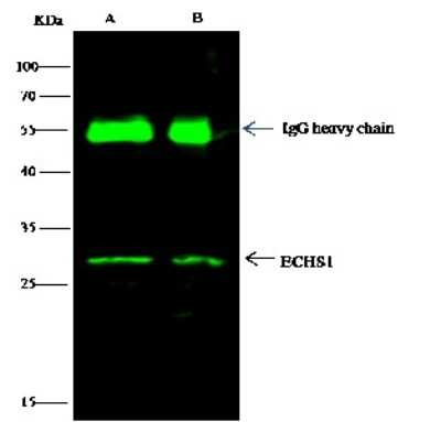 Immunoprecipitation: ECHS1 Antibody [NBP2-96977]
