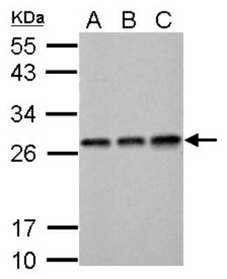 Western Blot: ECHS1 Antibody [NBP2-16264]
