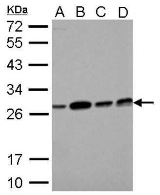 Western Blot: ECHS1 Antibody [NBP2-16264]