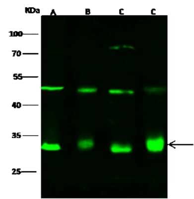 Western Blot: ECHS1 Antibody [NBP2-96977]