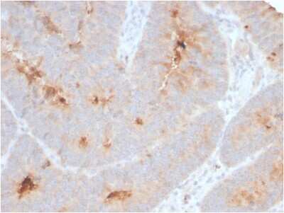 Immunohistochemistry-Paraffin: ECM-1/Secretory Component P85 Antibody (ECM1/2889R) - Azide and BSA Free [NBP3-08458]