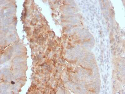 Immunohistochemistry-Paraffin: ECM-1/Secretory Component P85 Antibody (ECM1/792) - Azide and BSA Free [NBP2-47804]