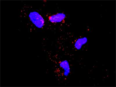 Proximity Ligation Assay: ECSIT Antibody (1B8) [H00051295-M01]