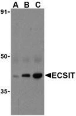 Western Blot: ECSIT AntibodyBSA Free [NBP1-76594]