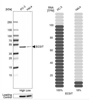 Western Blot: ECSIT Antibody [NBP1-91858]