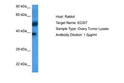 Western Blot: ECSIT Antibody [NBP2-87321]