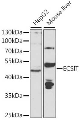 Western Blot: ECSIT AntibodyBSA Free [NBP2-92814]