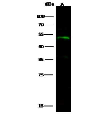 Western Blot: ECSIT Antibody [NBP3-00303]