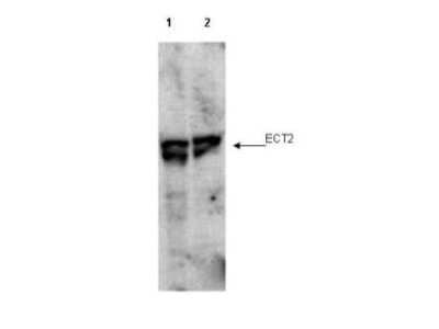 Western Blot: ECT2 [p Thr790] Antibody [NBP1-77939]