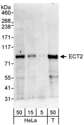 Western Blot: ECT2 Antibody [NBP1-28729]