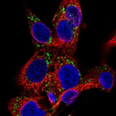 Immunocytochemistry/ Immunofluorescence: EDA/Ectodysplasin Antibody [NBP2-55217]