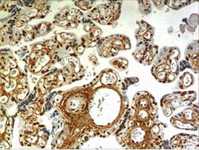 Immunohistochemistry-Paraffin: EDA/Ectodysplasin Antibody (MM0254-3T2) - Azide and BSA Free [NBP2-12270]