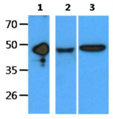 Western Blot: EDAR Antibody (19E8)BSA Free [NBP2-42695]