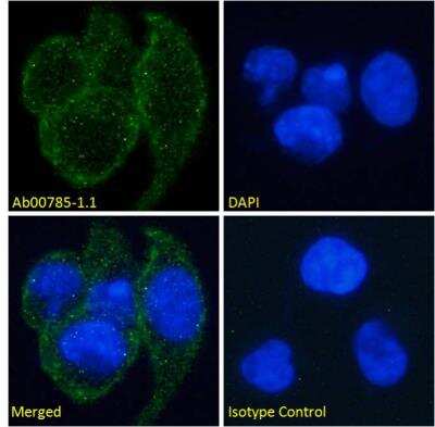 Immunocytochemistry/ Immunofluorescence: EDAR Antibody (EDAR12) - Chimeric - Azide and BSA Free [NBP2-81103]