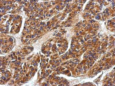 Immunohistochemistry-Paraffin: EDAR Antibody [NBP2-16266]