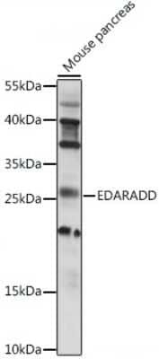 Western Blot: EDARADD AntibodyAzide and BSA Free [NBP2-92286]