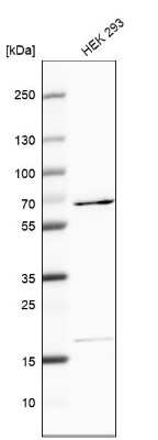 Western Blot: EDC3 Antibody [NBP2-30473]
