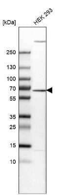 Western Blot: EDC3 Antibody [NBP2-57115]