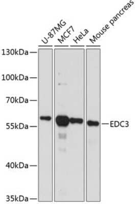 Western Blot: EDC3 AntibodyAzide and BSA Free [NBP2-92724]