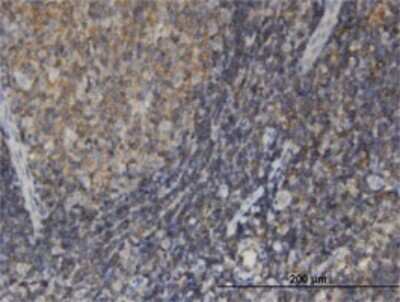 Immunohistochemistry-Paraffin: EDC4 Antibody (2E2) [H00023644-M01]